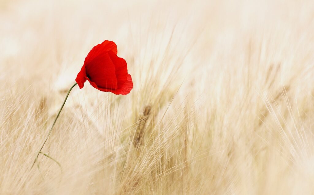 flower, poppy, field-100263.jpg